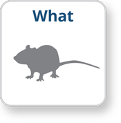 What An illustration of a mouse