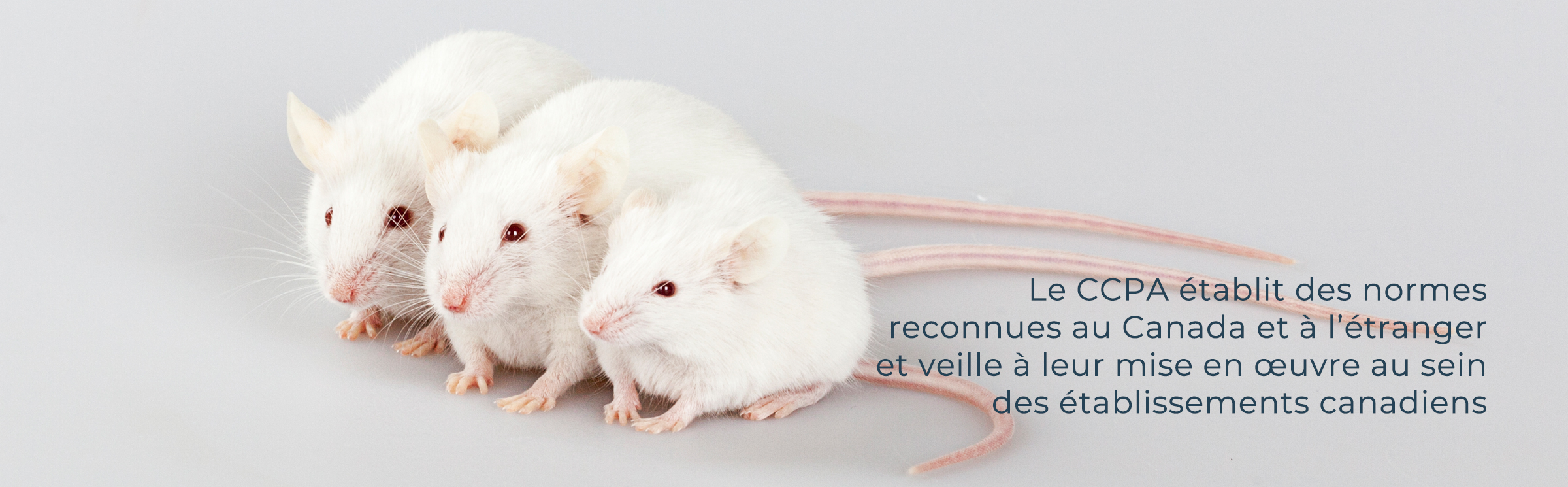 Promotion de l'éthique et du bien-être animal en science au Canada Rat dans un laboratoire